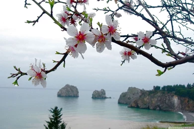 Spring Season HD Desktop Wallpapers : Widescreen : High Definition ...