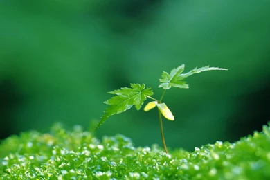 HD Quality Beautiful Spring 13 Desktop Backgrounds   SiWallpapers 3082