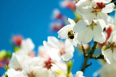 Download Spring Wallpapers HD