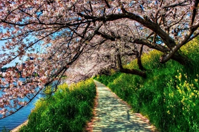 Hd Wallpapers Widescreen Spring Hd Widescreen 11   Wallpapers Directory