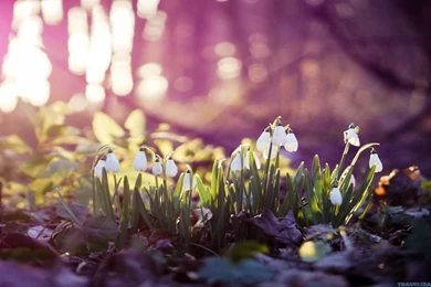 Spring Wallpapers HD   Wallpapers