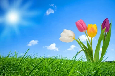 Best top desktop spring wallpapers hd spring wallpaper backgrounds ...