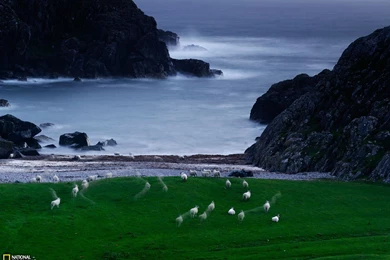 Sheep Photo, Scotland Wallpapers – National Geographic Photo Of The Day