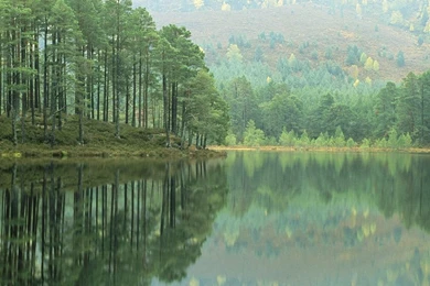 Forest Wallpapers   Page 3   Nature Wallpapers   Crazy Frankenstein