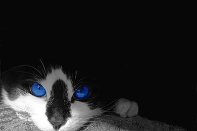 Cat Wallpapers Full Hd AF6   Pretty Wallpapers HD