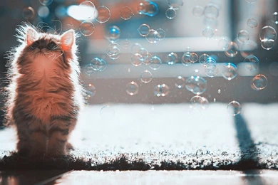 Cat wallpaper for pc 130807 1600x900.jpg