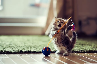 Awesome Kitty Cat Wallpapers HD Wallpapers Download