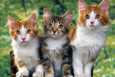 Cats HD Wallpapers