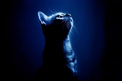 Amazingly Cool Cats Wallpapers