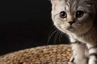 Cat Wallpapers 1920x1080 Wallpapers,other 1920x1080 Wallpapers ...