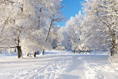 Winter Snow Backgrounds