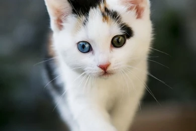 Animal Mobile Wallpapers