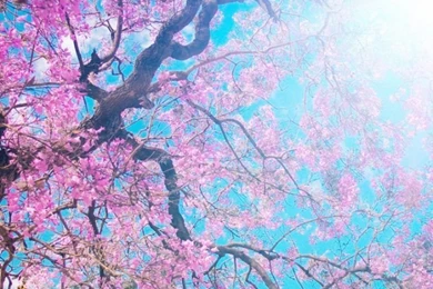 Download Wallpapers 750x1334 O hanami, Blossom Festival And To ...
