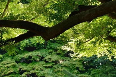 Gardens Wallpaper: Japan Tokyo Shinjuku Gyoen Garden iPhone 6 ...