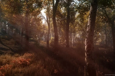 Download 1366x768 Skyrim Forest Wallpapers