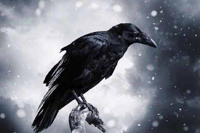 HDscreen: Raven Darkness Black Bird Desktop Bakcgrounds