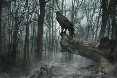 Wallpaper Backgrounds: Doggone Animal Wallpapers And Backgrounds