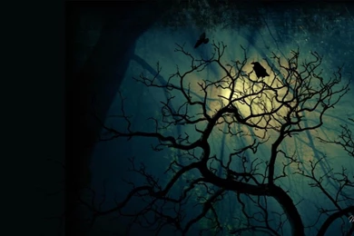 Call Of The Raven HD Desktop Wallpapers : Widescreen : High ...