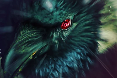 31 Raven HD Wallpapers