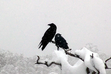 Raven Snow Two Ravens Bird Tree Branch