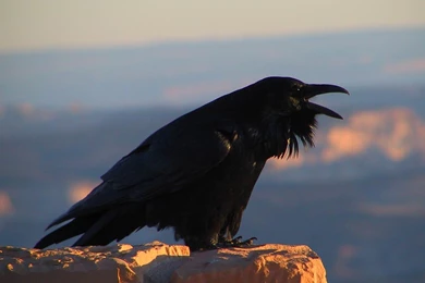 Raven Wallpapers   Animals Town