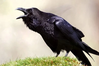 Black Raven Wallpapers