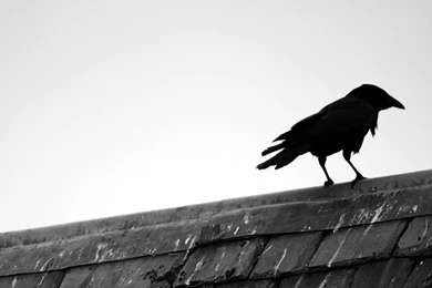 2560x1080 21:9 TV Raven Wallpapers HD, Desktop Backgrounds 2560x1080