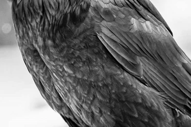 iPhone 6S   Animal/Raven   Wallpapers ID: 122334