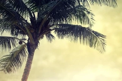 Palm Tree Beach Summer iPhone Wallpapers
