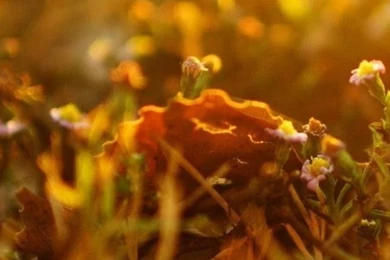 Summer iPhone 5s Wallpapers