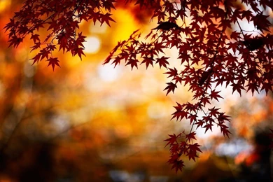 Free Autumn Backgrounds