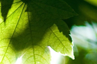 Summer iPhone 5s Wallpapers