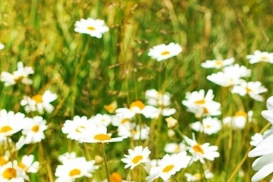 640x960 Daisy Summer Field Iphone 4 Wallpapers