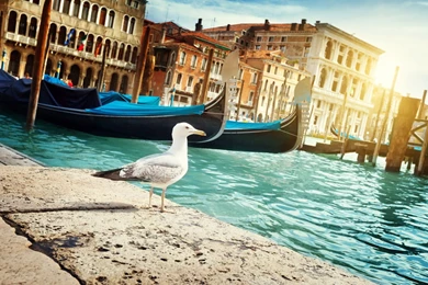 77 Venice HD Wallpapers