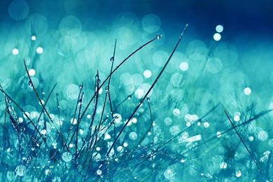 Download Wallpapers 1920x1080 Grass, Glare, Glitter, Light, Bright ...