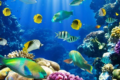 Fish Wallpapers Free Download_hd Wallpaper_download Free Wallpapers