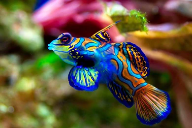 612 Fish HD Wallpapers
