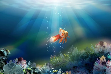 Fish Wallpapers Free Download_hd Wallpaper_download Free Wallpapers