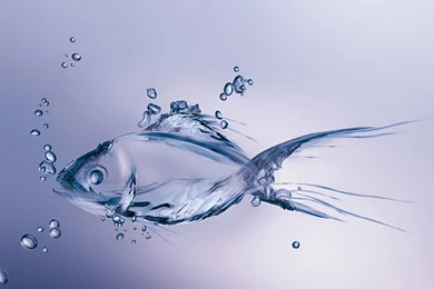 612 Fish HD Wallpapers