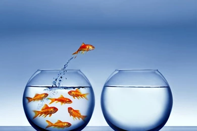 High Definition Fish Wallpapers For Free Download