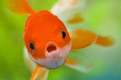 Fish Wallpapers Picture DF6   Pretty Wallpapers HD