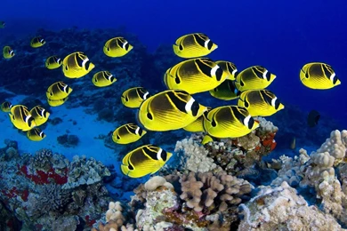 Tropical fish pictures_473016.jpg