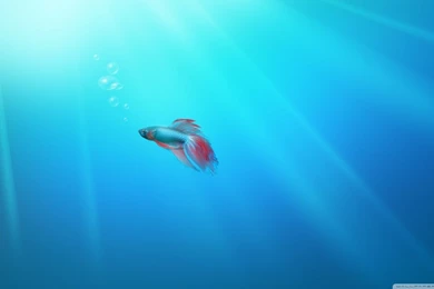 Windows Seven Fish HD Desktop Wallpapers : Widescreen : High ...