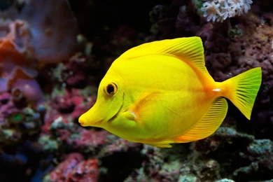 Fish Wallpapers Free Download_hd Wallpaper_download Free Wallpapers