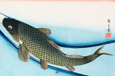 Live Wallpapers Of Fish For PC DF6   Pretty Wallpapers HD