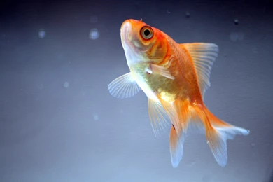 Gold Fish Wallpapers 4FGR   Pretty Wallpapers HD