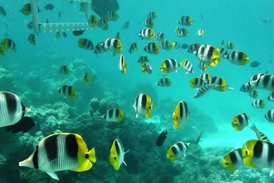 High Definition Fish Wallpapers For Free Download