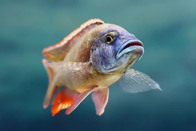 Fish Computer Wallpapers, Desktop Backgrounds