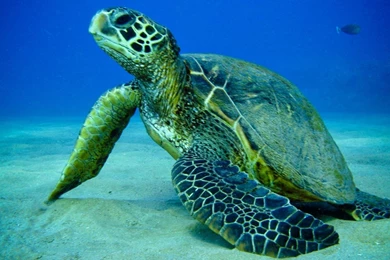 Download Turtle Sea Fish Wallpapers 1920x1080