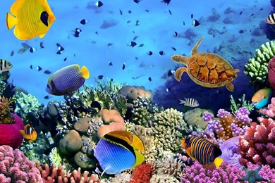 Ocean Fish Live Wallpapers   Android Apps And Tests   AndroidPIT